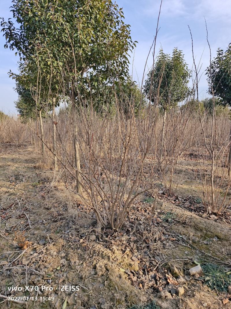 基地发货全国丛生紫荆紫花紫荆巨紫荆四季春一号紫荆