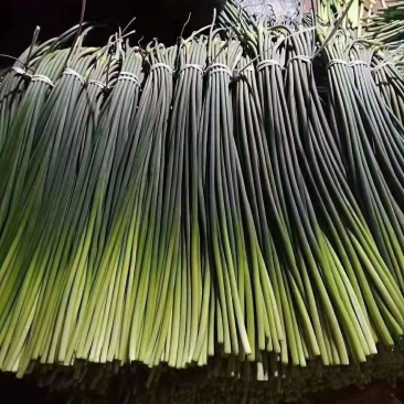 山东日照临沂冷库蒜薹批发价格潍坊青岛烟台冷库蒜薹价格
