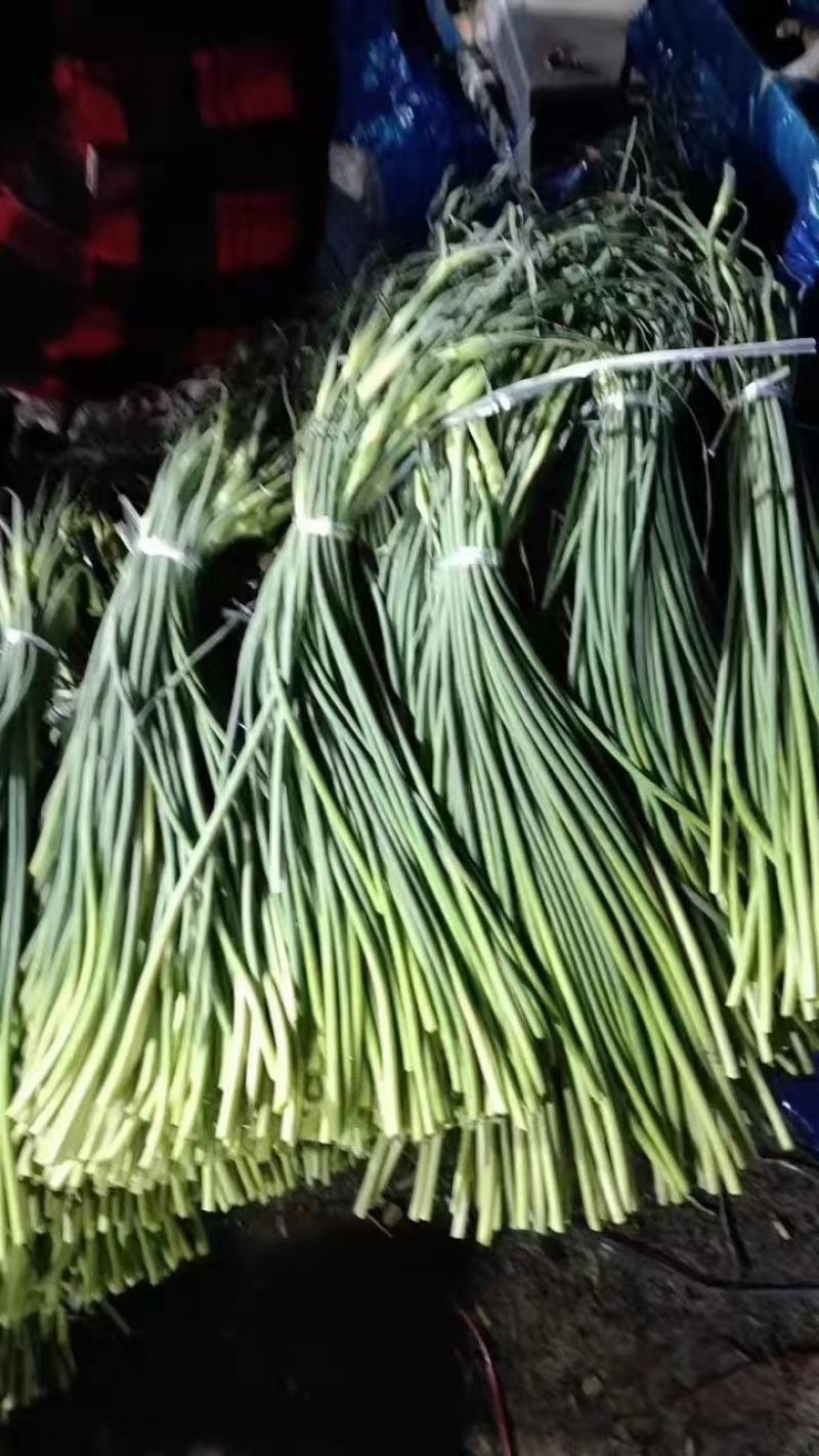 山东日照临沂冷库蒜薹批发价格潍坊青岛烟台冷库蒜薹价格