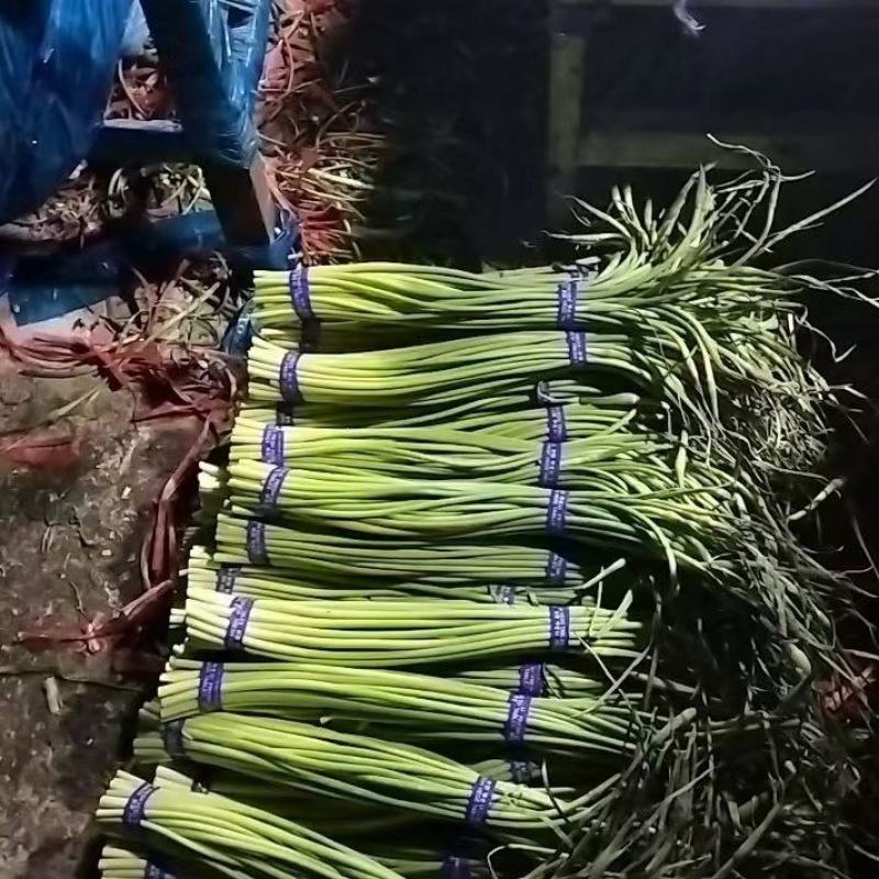 山东日照临沂冷库蒜薹批发价格潍坊青岛烟台冷库蒜薹价格