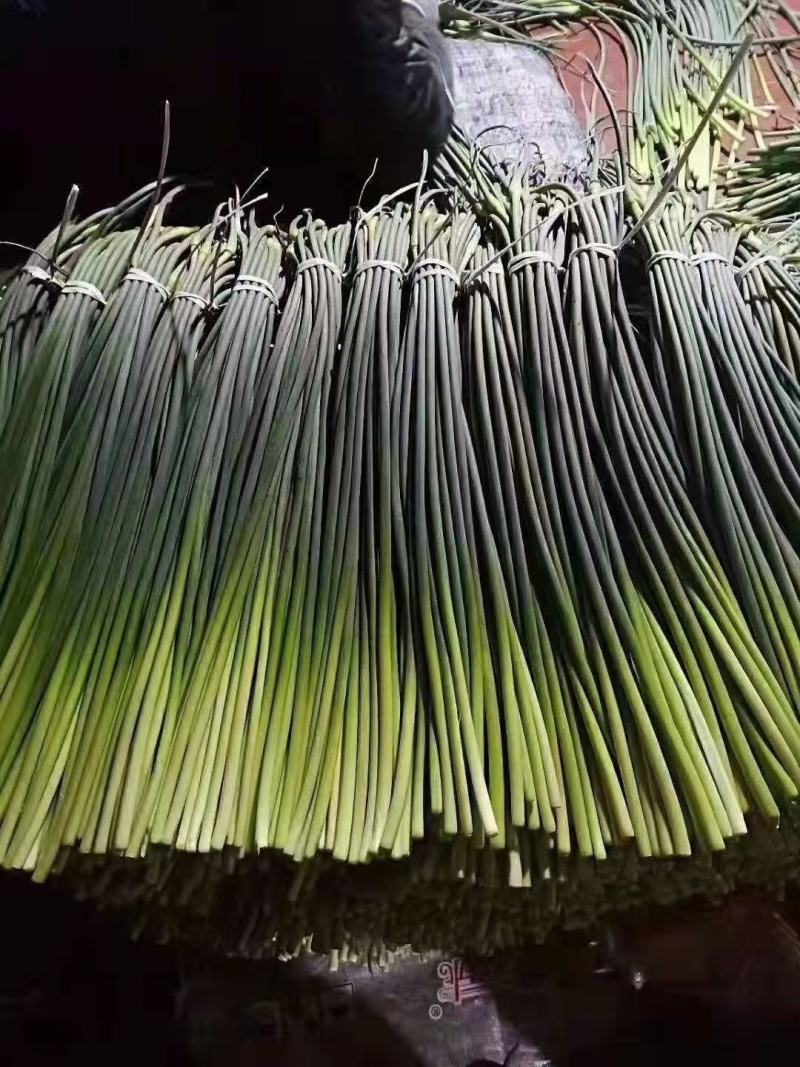 山东日照临沂冷库蒜薹批发价格潍坊青岛烟台冷库蒜薹价格