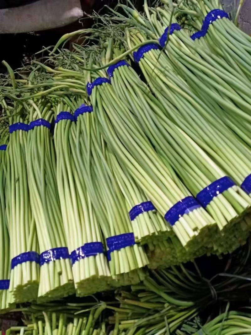 山东日照临沂冷库蒜薹批发价格潍坊青岛烟台冷库蒜薹价格