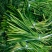 山东日照临沂冷库蒜薹批发价格潍坊青岛烟台冷库蒜薹价格