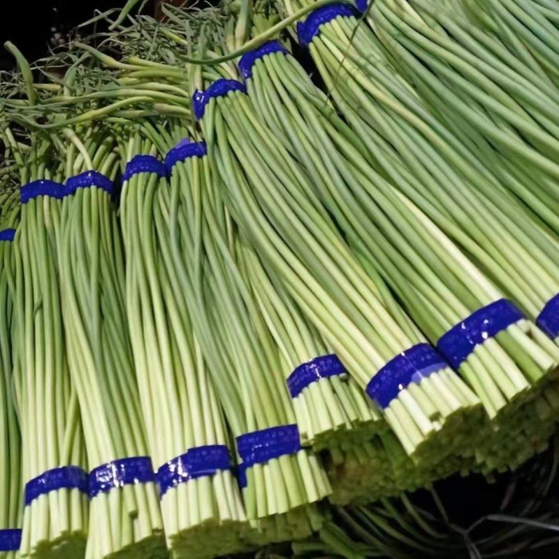 莒县沂水沂南冷库蒜薹价格江苏河南蒜薹价格