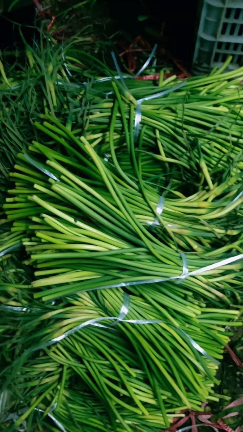 莒县沂水沂南冷库蒜薹价格江苏河南蒜薹价格