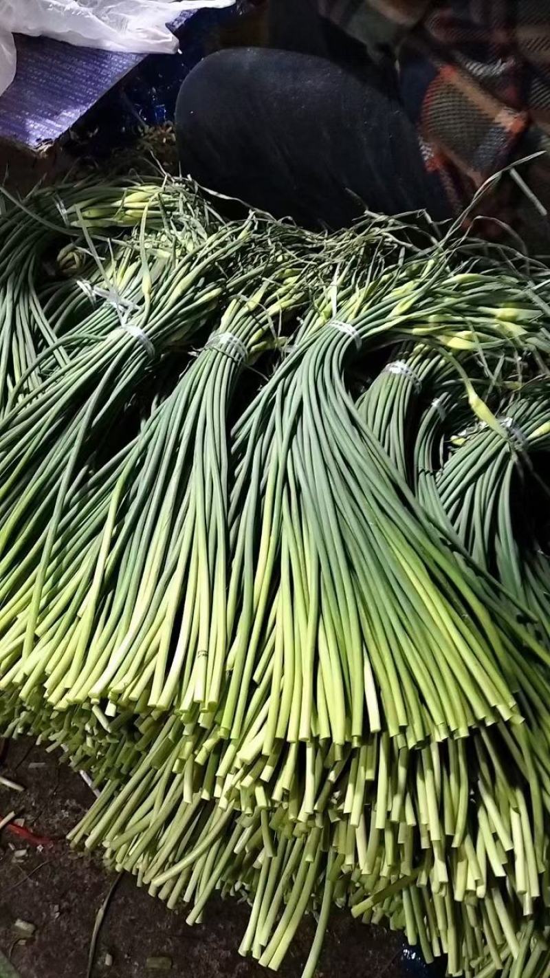 莒县沂水沂南冷库蒜薹价格江苏河南蒜薹价格