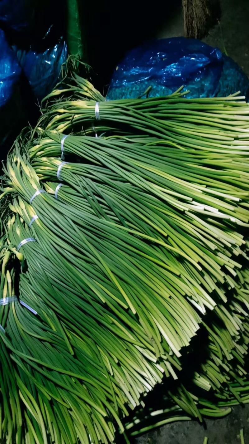 莒县沂水沂南冷库蒜薹价格江苏河南蒜薹价格