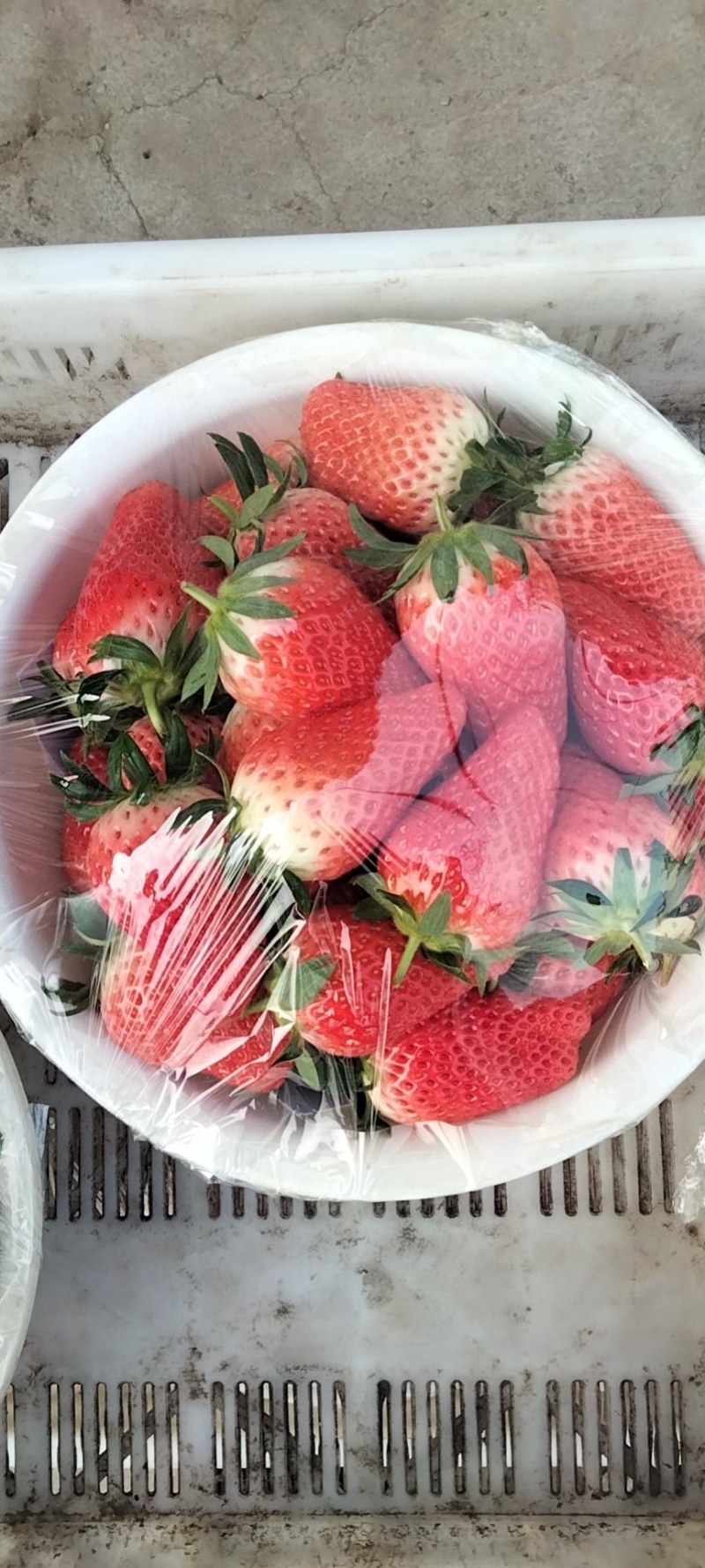 精品甜宝草莓大果