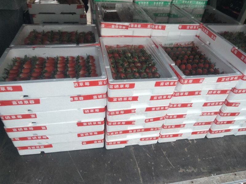 精品甜宝草莓大果