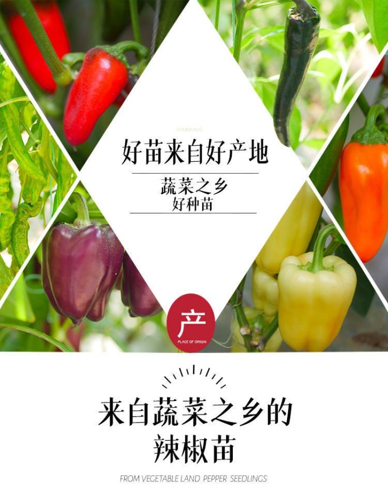 辣椒苗，尖椒苗，线椒苗，螺丝椒苗，羊角椒苗泡椒苗，