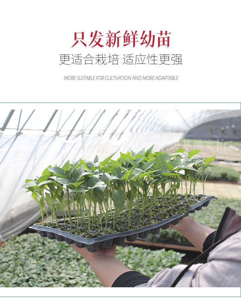 辣椒苗，尖椒苗，线椒苗，螺丝椒苗，羊角椒苗泡椒苗，