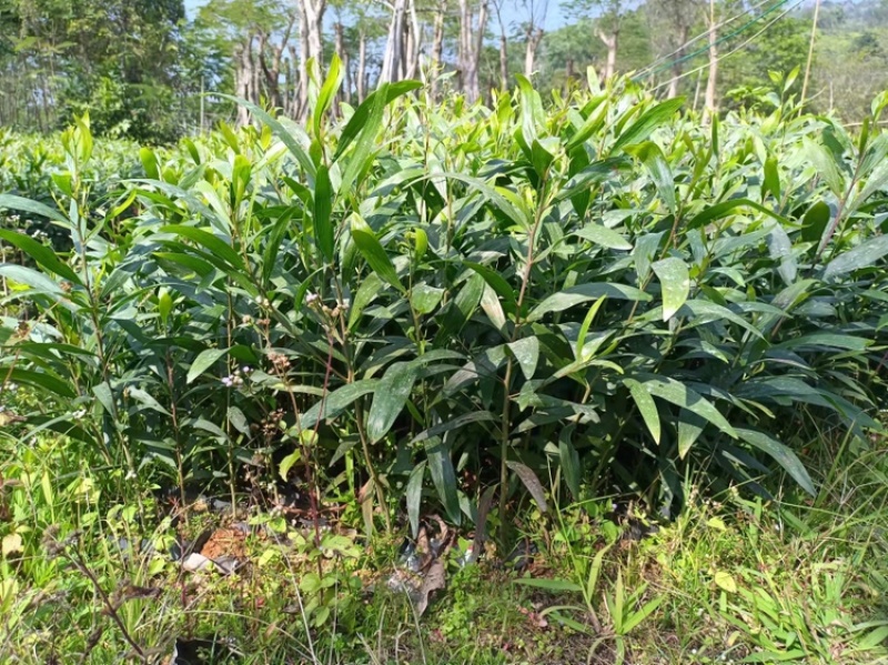 马占相思大叶相思小杯苗高度20-100cm