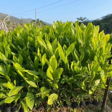 马占相思大叶相思小杯苗高度20-100cm