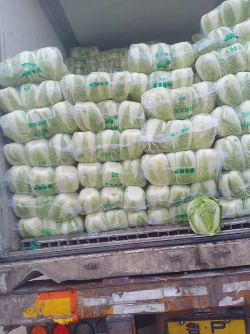 黄心白菜山东聊城万亩蔬菜基地大白菜7斤以上净菜