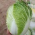黄心白菜山东聊城万亩蔬菜基地大白菜7斤以上净菜