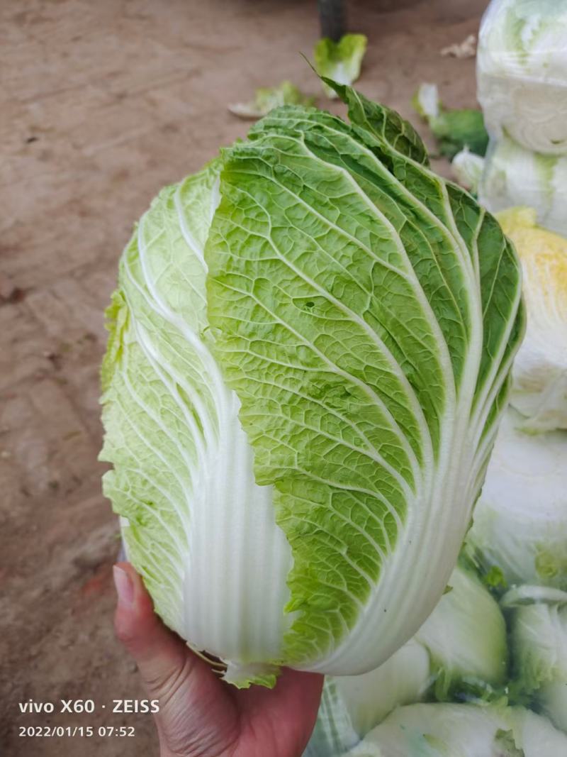 黄心白菜山东聊城万亩蔬菜基地大白菜7斤以上净菜