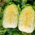 黄心白菜山东聊城万亩蔬菜基地大白菜7斤以上净菜