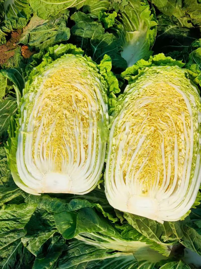 黄心白菜山东聊城万亩蔬菜基地大白菜7斤以上净菜