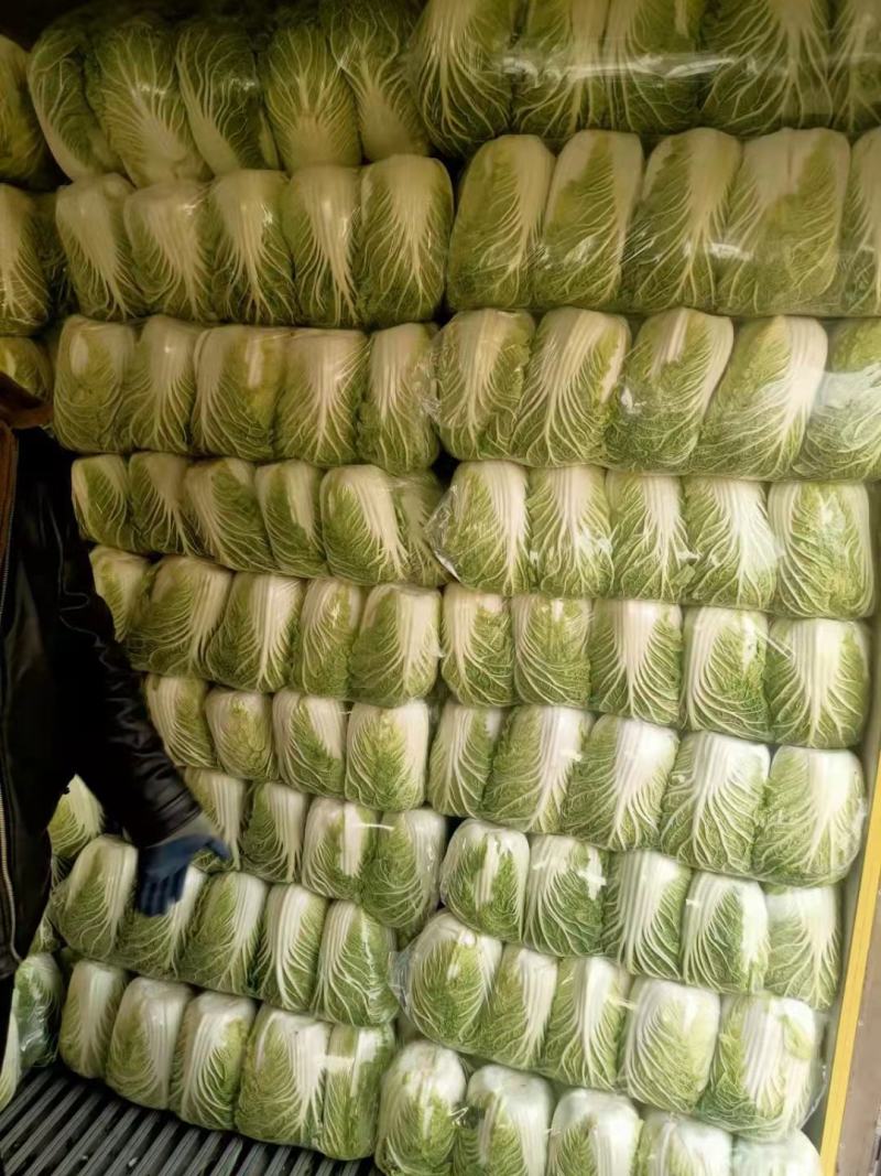 黄心白菜山东聊城万亩蔬菜基地大白菜7斤以上净菜
