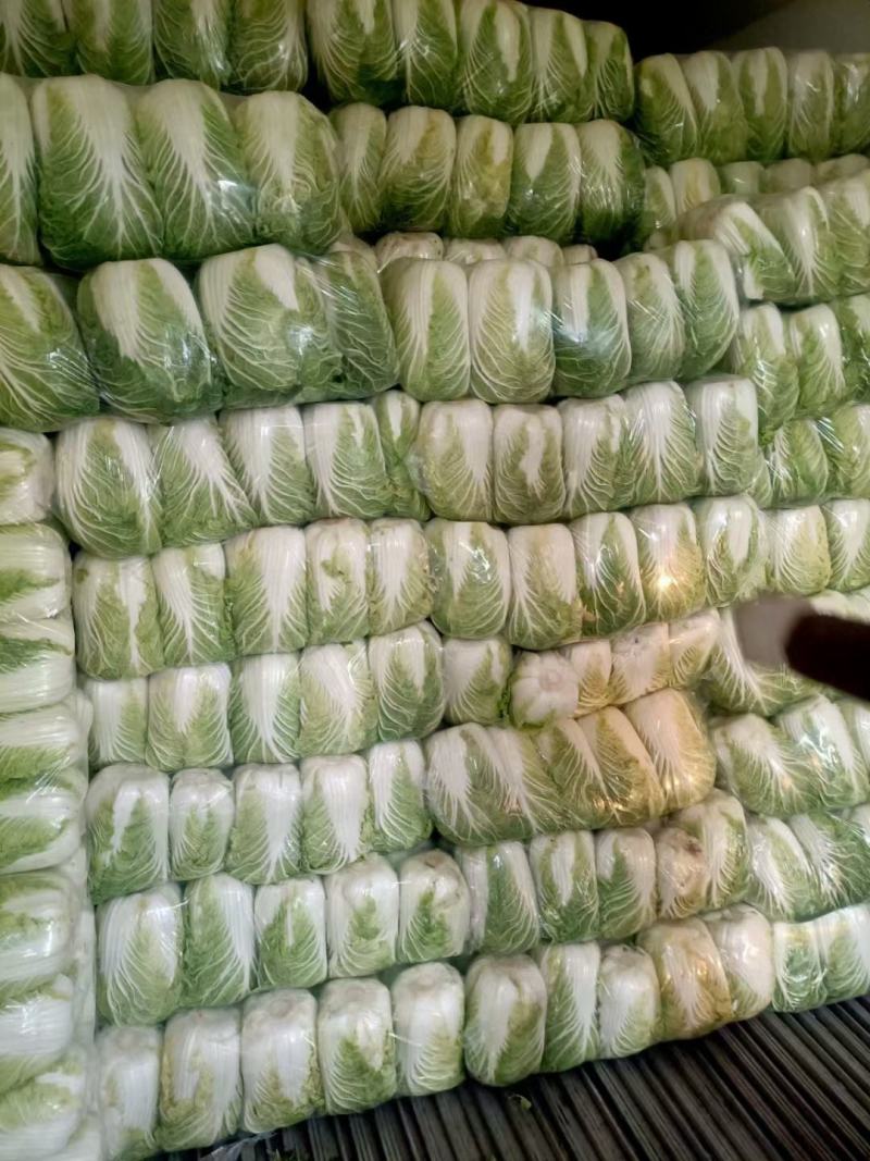 黄心白菜山东聊城万亩蔬菜基地大白菜7斤以上净菜