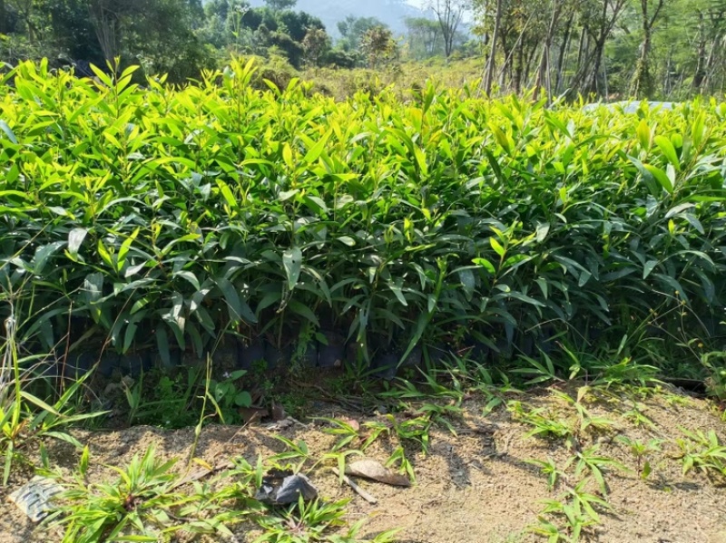 大叶相思大叶相思小杯苗高度20-80cm