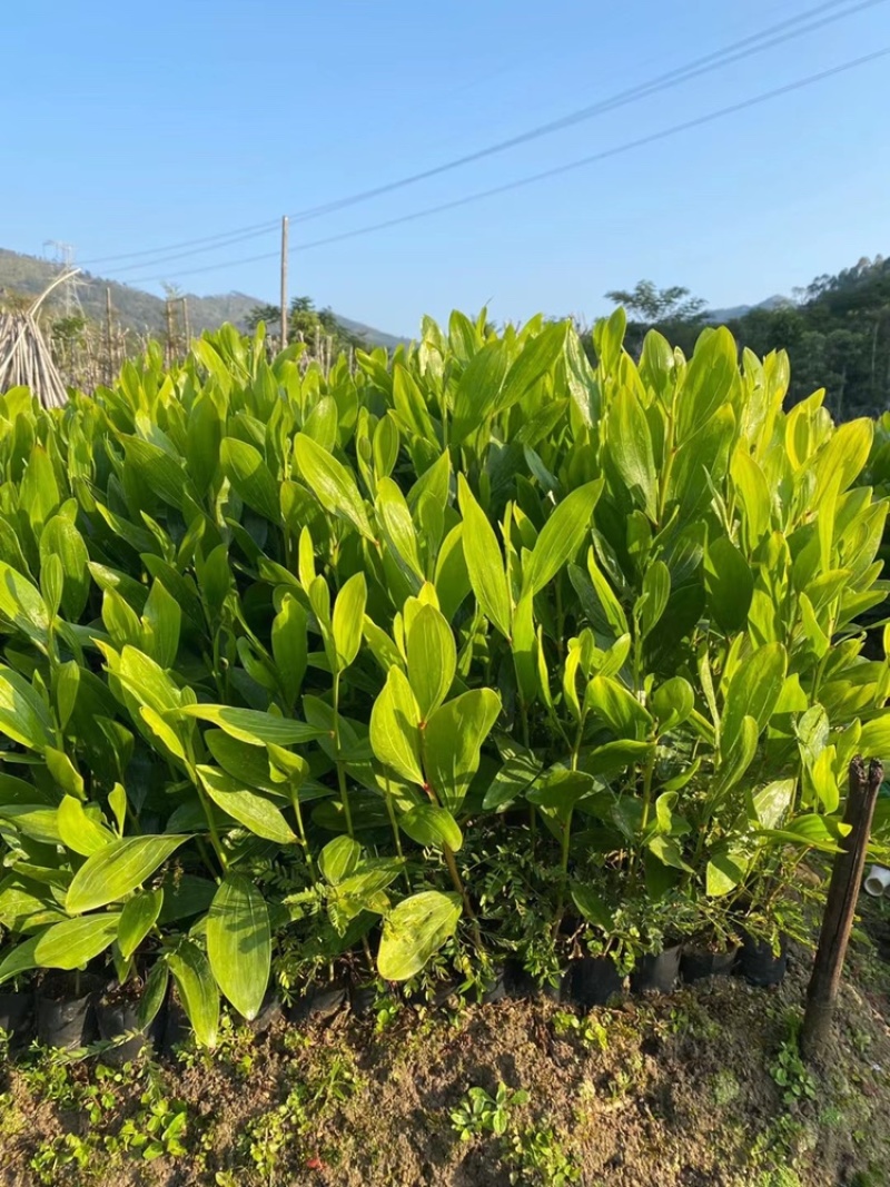大叶相思大叶相思小杯苗高度20-80cm