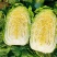 黄心白菜山东聊城万亩蔬菜基地大白菜7斤以上净菜
