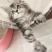 宠物猫，缅因等纯种，健康东北自己繁殖，高级代收代售