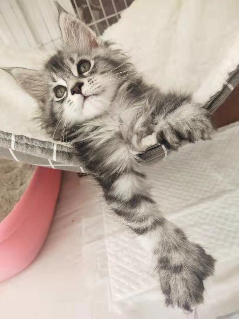 宠物猫，缅因等纯种，健康东北自己繁殖，高级代收代售