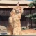宠物猫，缅因等纯种，健康东北自己繁殖，高级代收代售