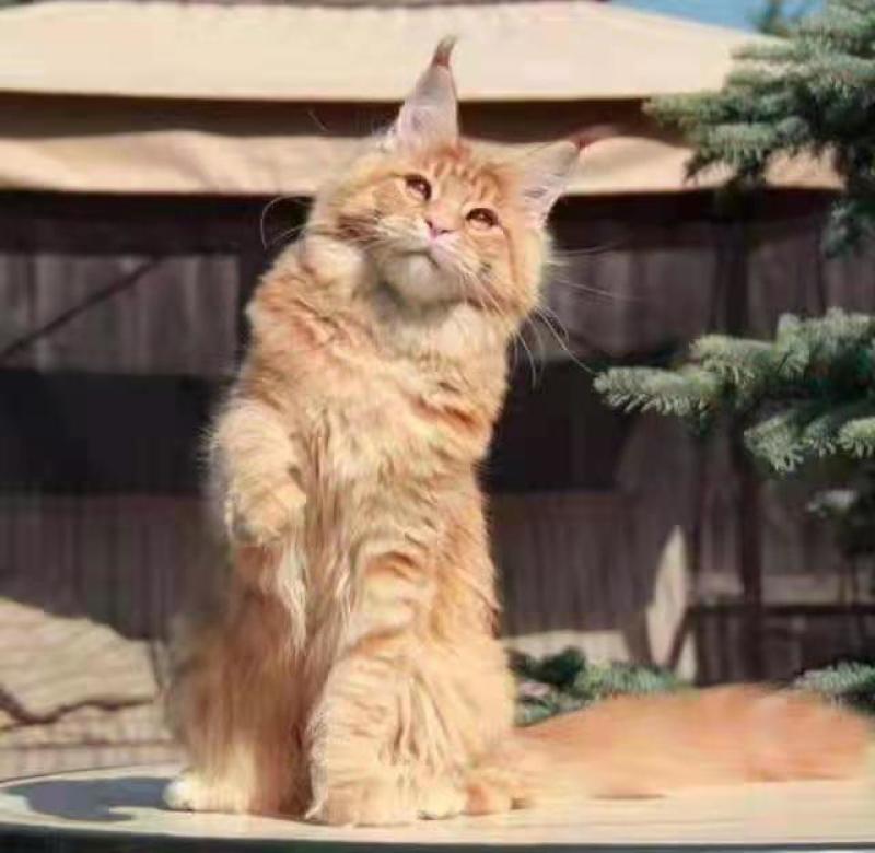 宠物猫，缅因等纯种，健康东北自己繁殖，高级代收代售
