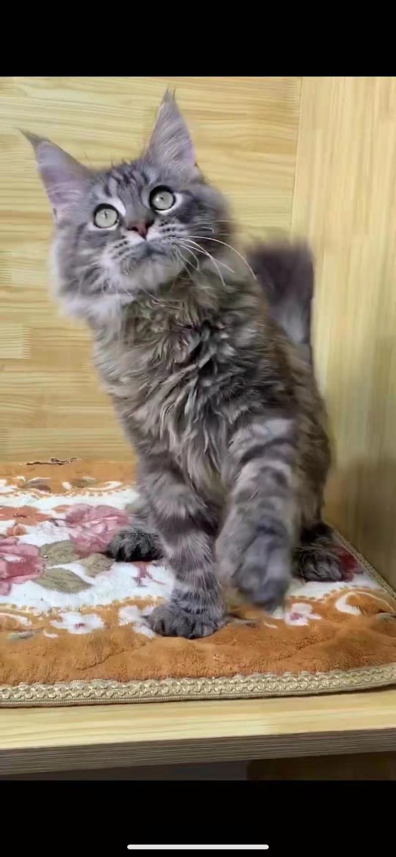 宠物猫，缅因等纯种，健康东北自己繁殖，高级代收代售