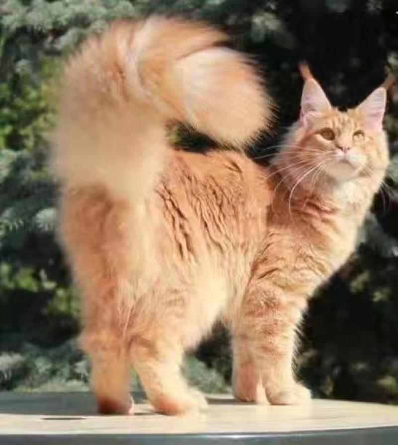 宠物猫，缅因等纯种，健康东北自己繁殖，高级代收代售