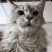 宠物猫，缅因等纯种，健康东北自己繁殖，高级代收代售