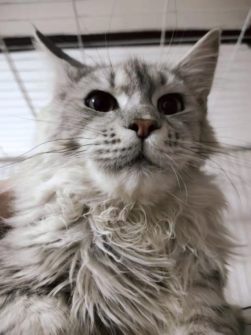 宠物猫，缅因等纯种，健康东北自己繁殖，高级代收代售