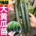 越冬大黄瓜苗嫁接黄瓜苗强雌黄瓜苗，黑亮黄瓜苗