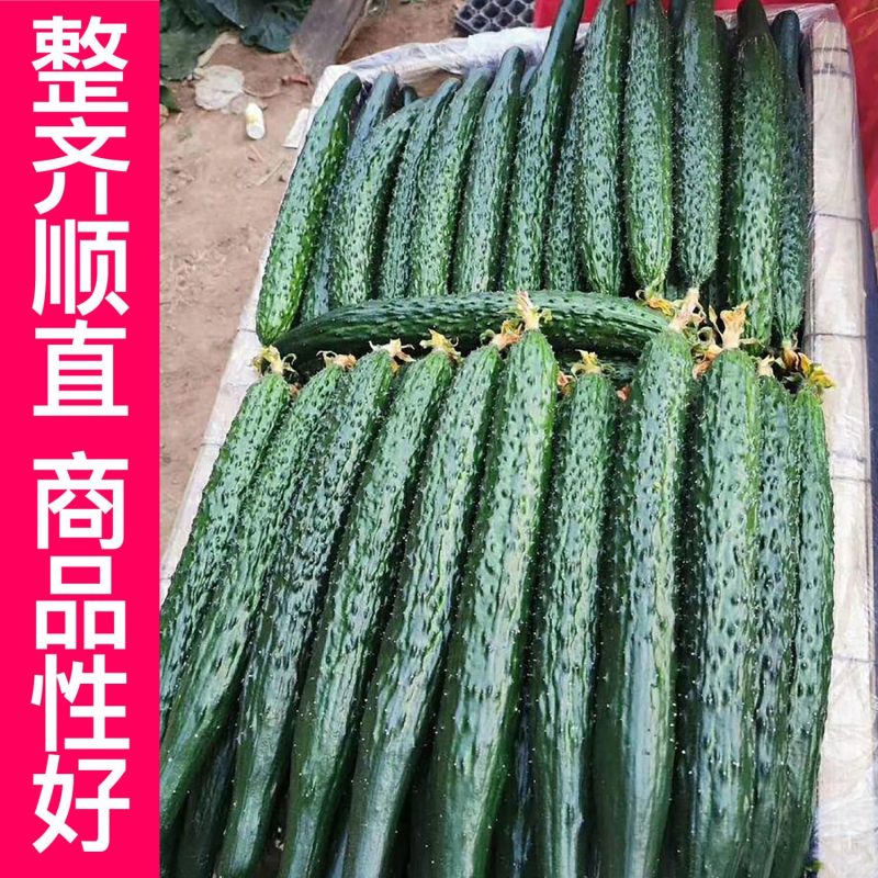 越冬大黄瓜苗嫁接黄瓜苗强雌黄瓜苗，黑亮黄瓜苗