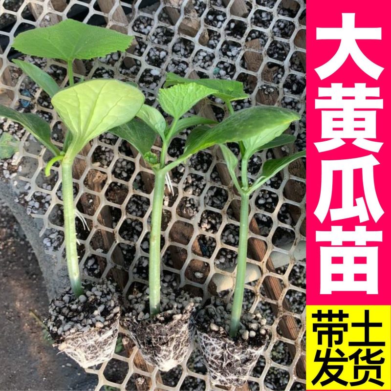 越冬大黄瓜苗嫁接黄瓜苗强雌黄瓜苗，黑亮黄瓜苗