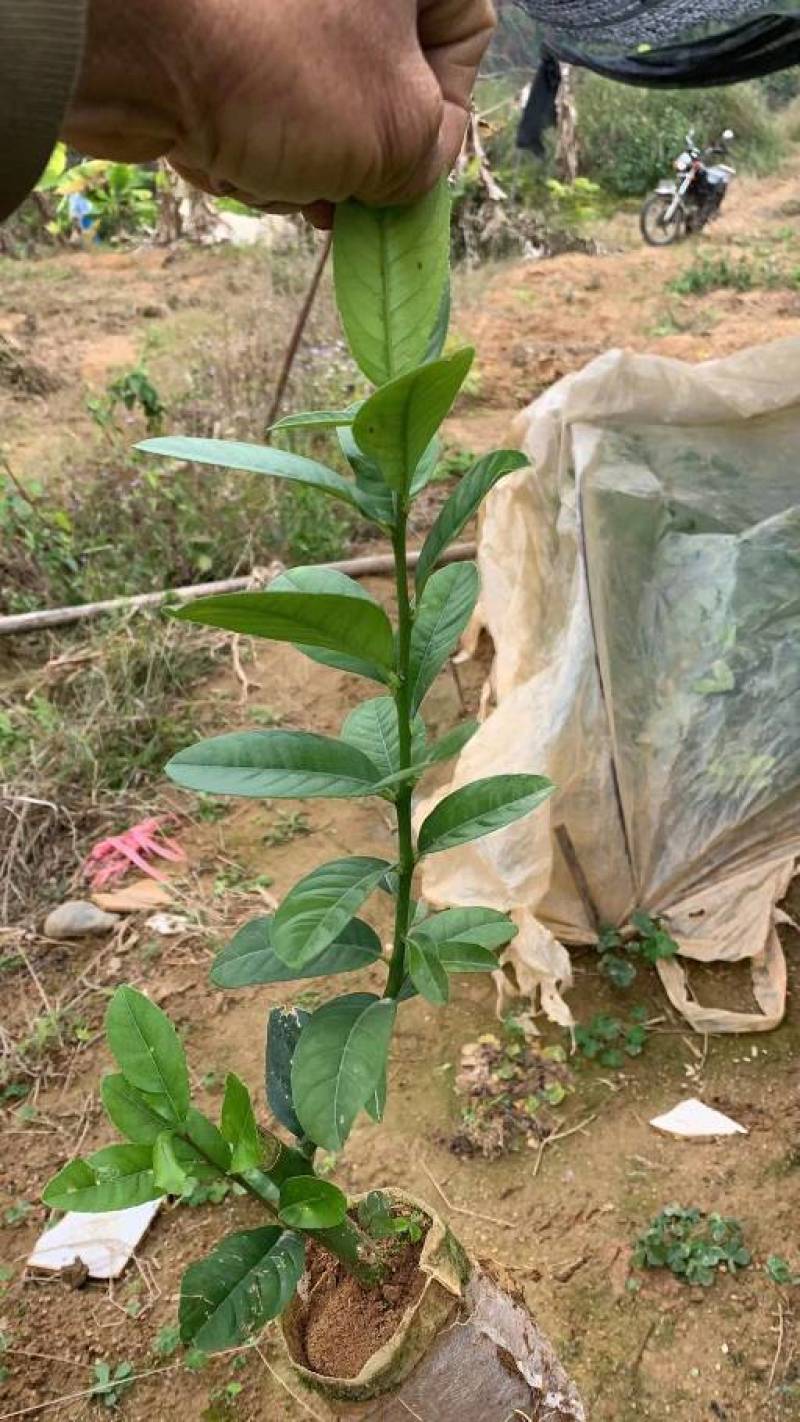广东香水柠檬树苗，杯苗，地苗育苗基地！品种正，致电优惠