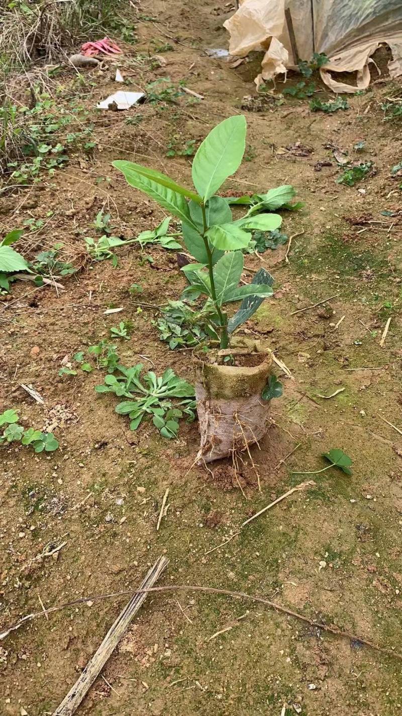 广东香水柠檬树苗，杯苗，地苗育苗基地！品种正，致电优惠
