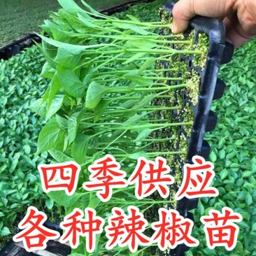 辣椒苗，尖椒苗，线椒苗，螺丝椒苗，羊角椒苗泡椒苗，