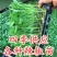 辣椒苗，尖椒苗，线椒苗，螺丝椒苗，羊角椒苗泡椒苗，