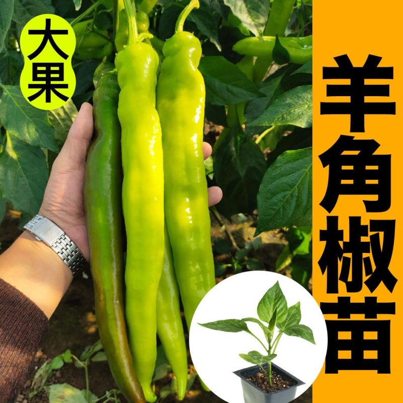辣椒苗，尖椒苗，线椒苗，螺丝椒苗，羊角椒苗泡椒苗，
