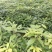 金丝楠木苗无纺布袋苗基地直供价格优惠一手货源