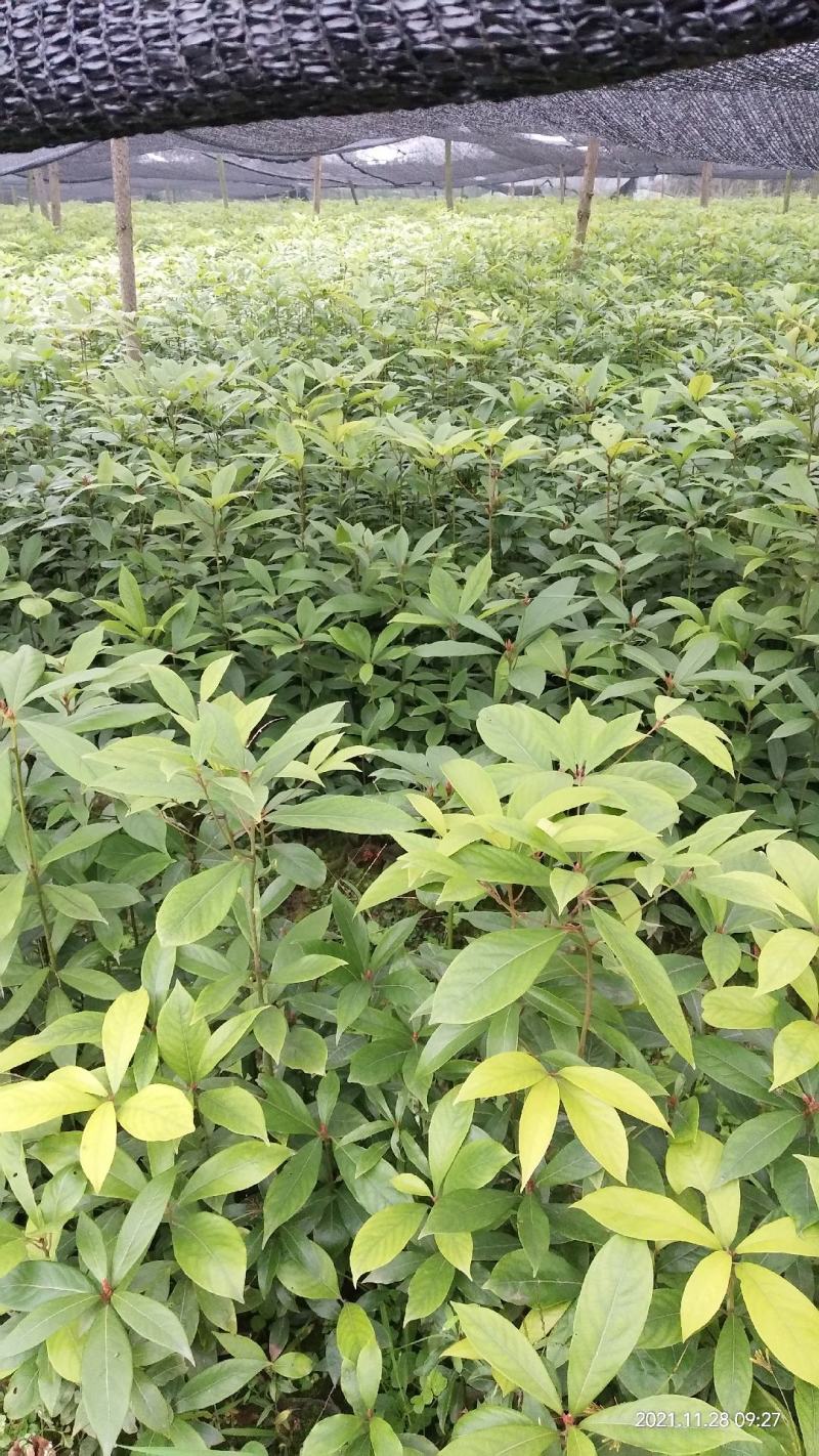 金丝楠木苗无纺布袋苗基地直供价格优惠一手货源