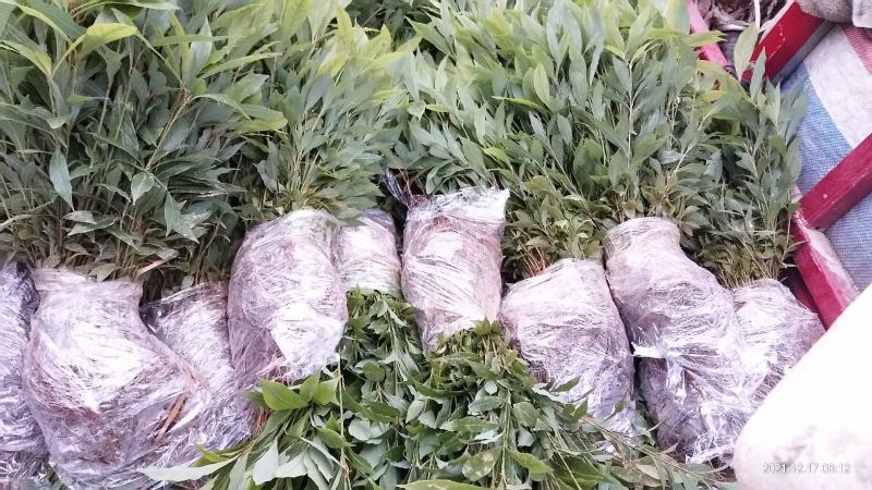 金丝楠木苗无纺布袋苗基地直供价格优惠一手货源