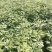 金丝楠木苗无纺布袋苗基地直供价格优惠一手货源