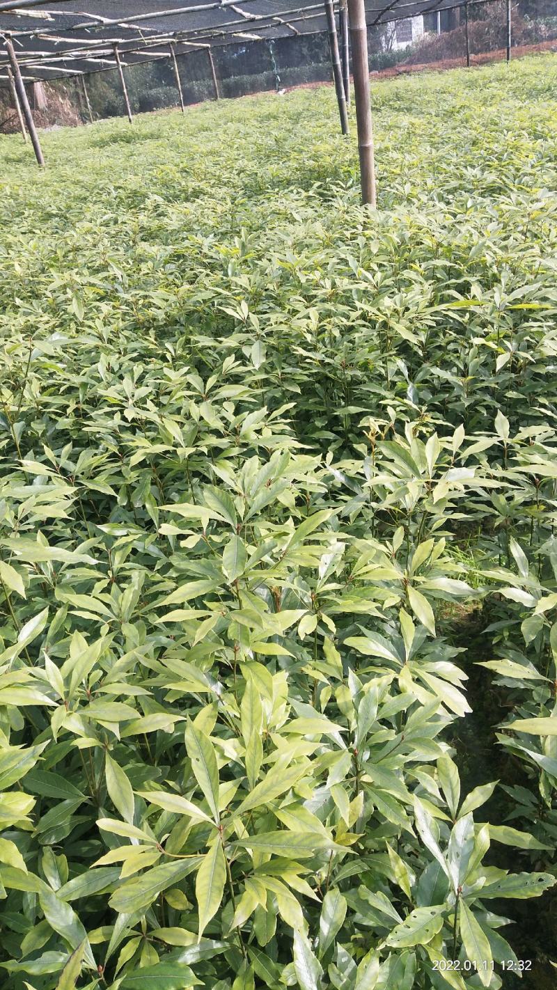 金丝楠木苗无纺布袋苗基地直供价格优惠一手货源