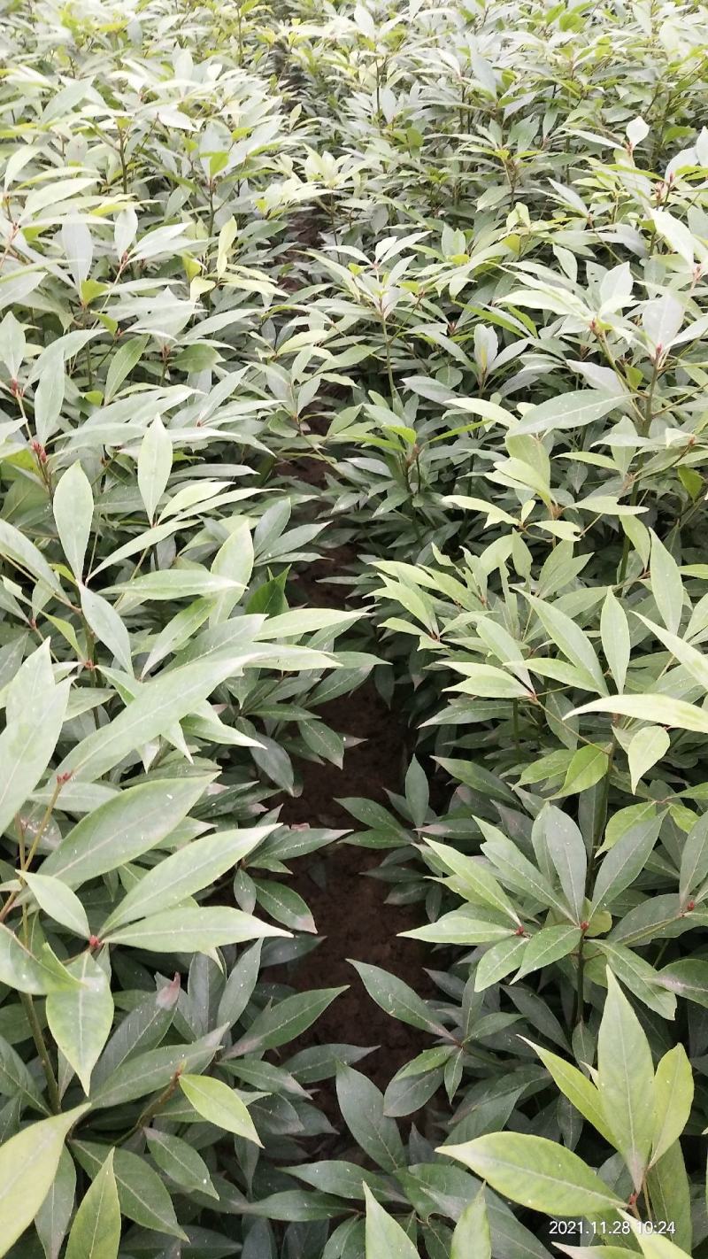 金丝楠木苗无纺布袋苗基地直供价格优惠一手货源