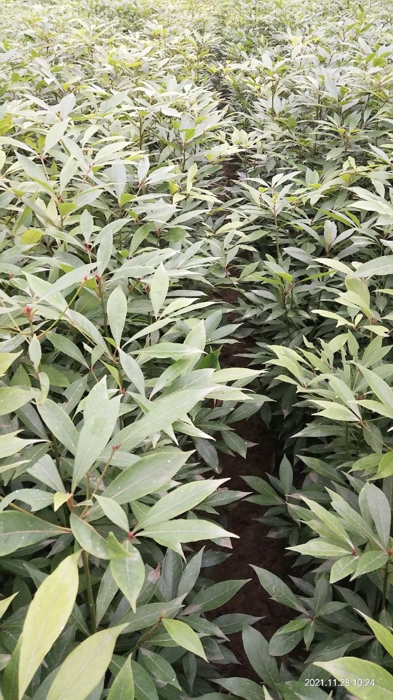 金丝楠木苗无纺布袋苗基地直供价格优惠一手货源
